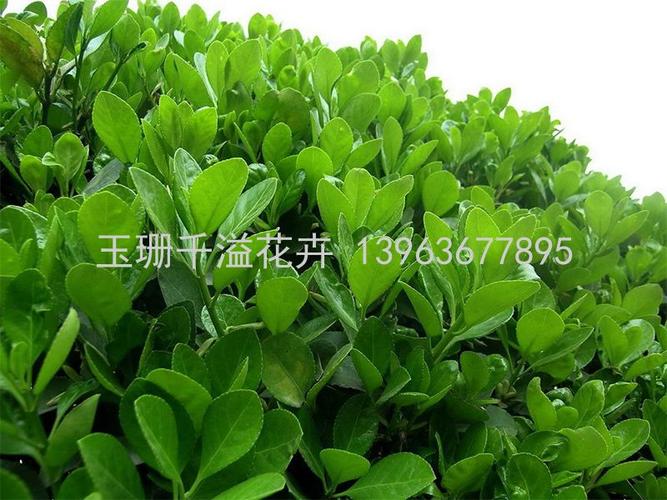 青州市玉珊千溢花卉苗木专业合作社