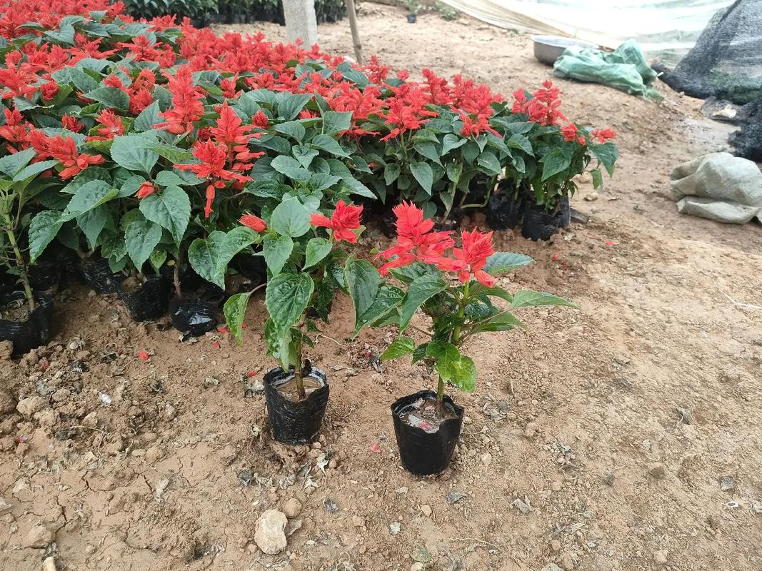 花卉基地 #大量供应绿化苗木供应 小皮桶一串红多芽狼尾