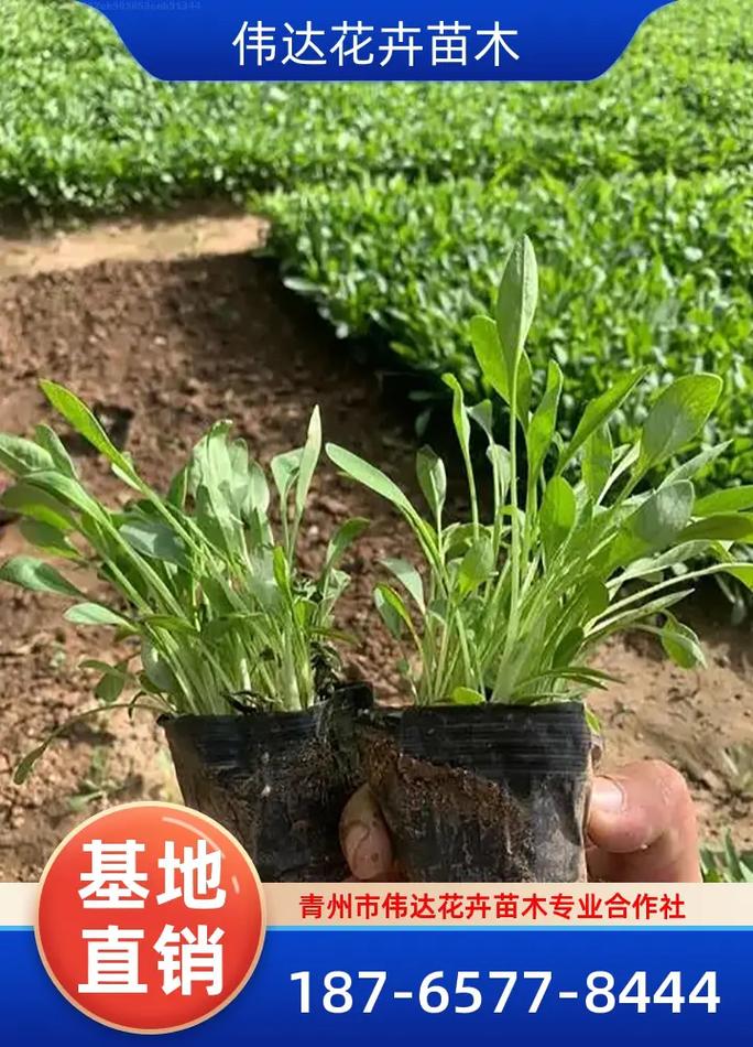 上海金鸡菊厂家报价,选择伟达花卉苗木,质量可靠,实力基地,金 - 抖音