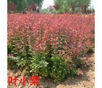 【千红厂家直销红叶小檗道路城市绿化苗木红叶小檗特价批发】青州市千红花卉苗木专业合作社 - 产品库
