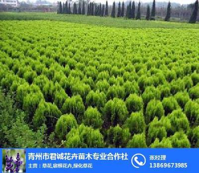 广东绿化苗木、君诚花卉苗木、优质绿化苗木