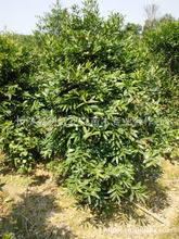 湖南利红花卉苗木_苗木价格_优质苗木批发/采购 