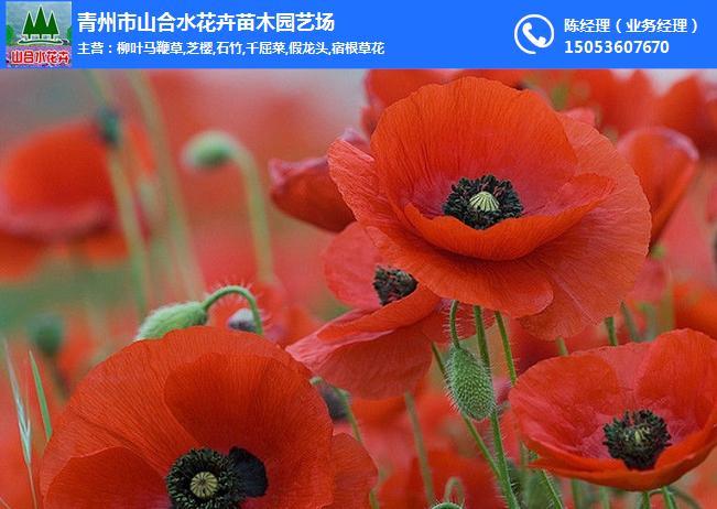 山合水虞美人种植基地,虞美人种苗批发厂家