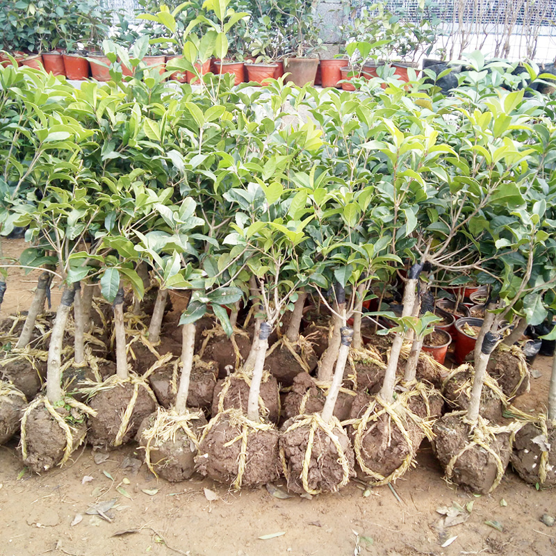 桂花小苗 丛生四季桂 丹桂 园林绿化苗木 工程绿化苗 庭院 花卉苗木