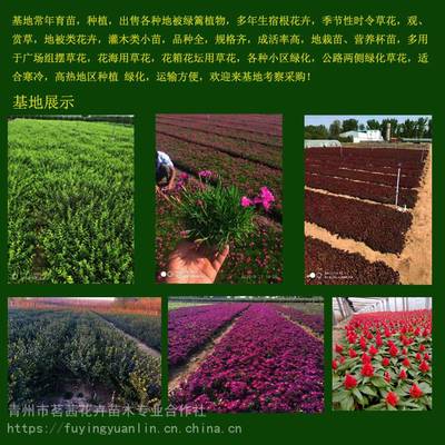 青州市茗茜花卉苗木专业合作社