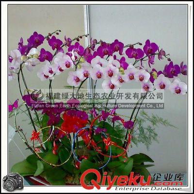蝴蝶兰|兰科植物|鲜切花-福建绿大地生态农业开发提供蝴蝶兰|兰科植物|鲜切花的相关介绍、产品、服务、图片、价格福建绿大地生态农业开发、绿化苗木;管溪蜜柚;生态茶叶;园艺花卉;室内盆景;景观石材;景观设计;防腐木材;园艺材料