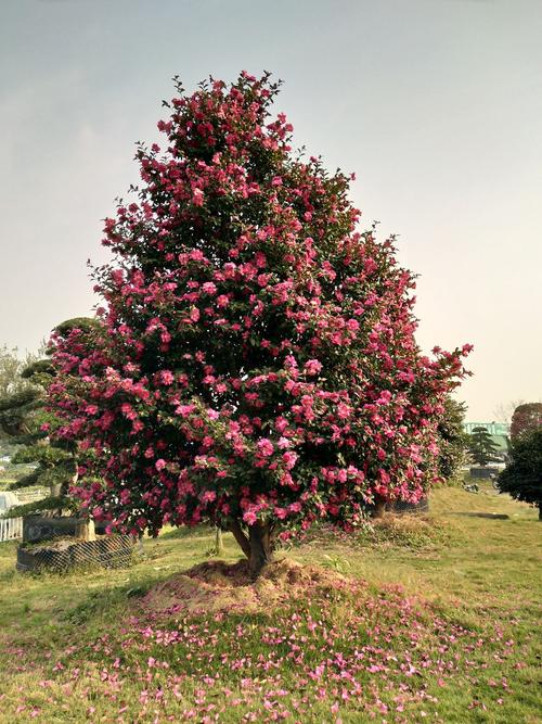 苗木花卉果树直接购