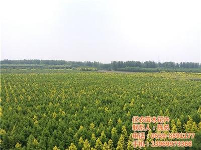 花卉苗圃基地的数字化样板 探访临沂亿农苗木花卉高质量发展路径