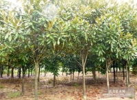湖南花木苗木基地 绿色产业的领跑者