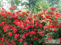 山东潍坊青州市鑫蕊花卉苗木合作社 汇聚花卉苗木之美，引领绿色产业新风尚