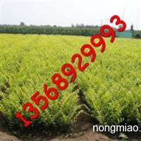 四川花木，天府之国的绿色瑰宝——成都花木大王苗圃基地产品供应侧记