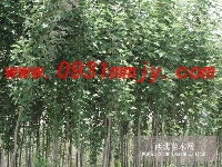 兰州苗木交易中心 花卉苗木产业的多维供应与创新服务