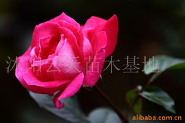 沭阳县云天绿化苗木场鲜花产品列表及栽培指南