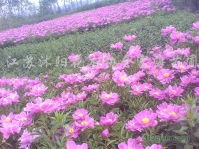 沭阳花木协会富海苗圃 匠心培育花卉苗木，品质铸就绿色未来——第2页产品供应全览