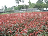 吉林长春沭阳瑞豪花卉苗木场产品供应探秘（第2页）
