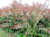 河北保定翱郑苗木花卉基地 四季常青的绿色宝库