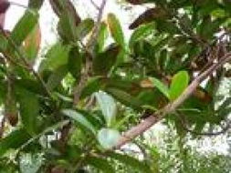 花卉世界网·环林苗圃 广州苗圃中的绿色匠心与彩叶精品