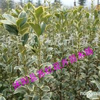 江苏沭阳苏红花卉苗木场 乔木、灌木与花卉种子的专业供应基地